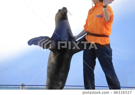 品川水族館海獅表演 86316527