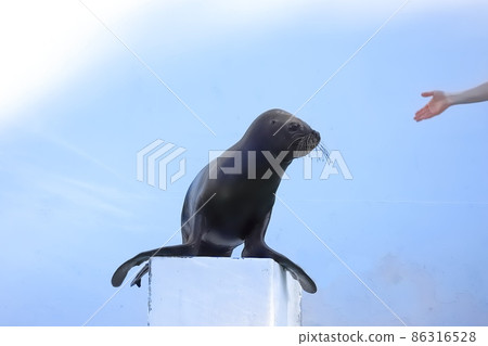 品川水族館海獅表演 86316528