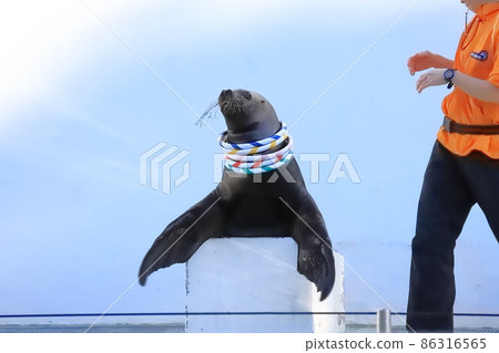 Shinagawa Aquarium Sea Lion Show Sea lions throwing quoits with the keeper 86316565