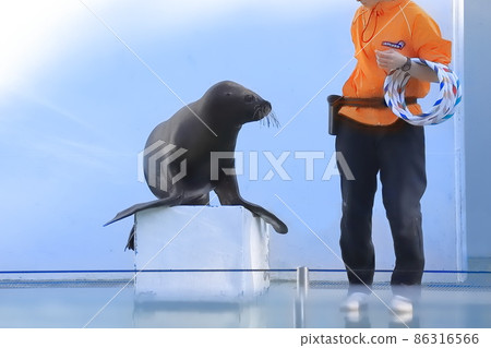 品川水族館海獅表演海獅與飼養員一起投擲圈套 86316566