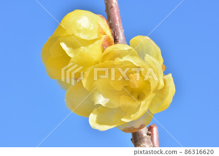 Japanese allspice, winter flower, early spring image, Japanese style image 86316620