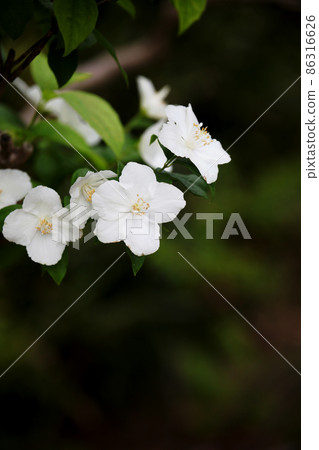 Philadelphus Philadelphus 86316626