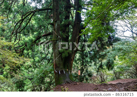 小山山徑情侶杉 86316715