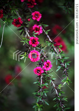 Gyoryubai Gyoryubai 86316721