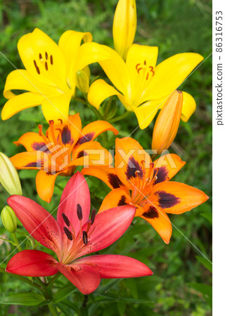Three color sky lily flows Three color sky lily flows 86316753
