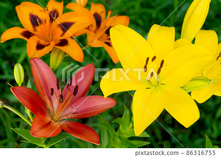Three color sky lily flows 86316755