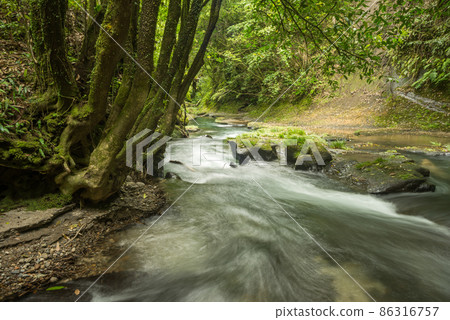 Tree trunk and clear stream under the green Tree trunk and clear stream under the green 86316757