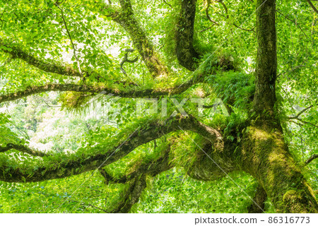 Oniitaya moss and a large tree with pterophyta Oniitaya moss and a large tree with pterophyta 86316773