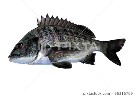 透明水彩背景的黑鯛魚 透明水彩背景的黑鯛魚 86316799