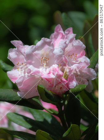 Yakushima Rhododendron (May) on the Offshore Alps of Yakushima 86317047