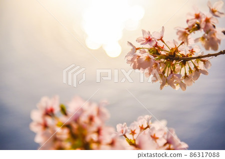 Sakura ball bokeh water 86317088