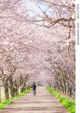 Cherry blossom trees in full bloom 86317301
