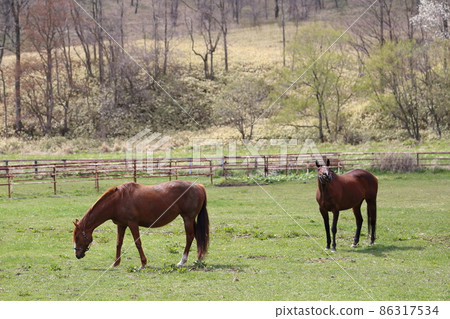 Scenery with a farm in the Hidaka region of Hokkaido 86317534
