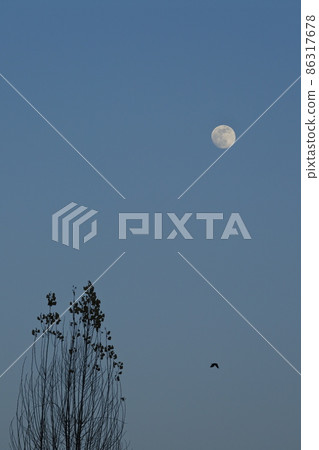 烏鴉前往月亮和棲息地 86317678