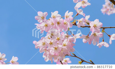 櫻花和藍天 86317710