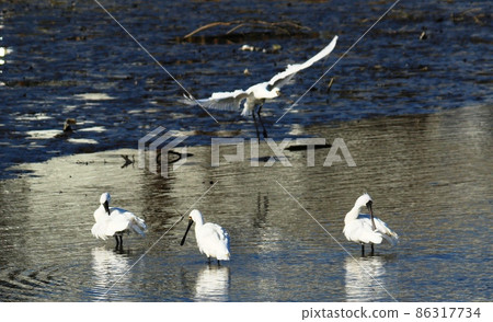 小郡市黑臉琵鷺 86317734
