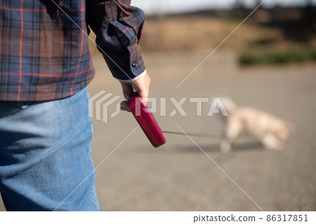 主人通過將伸縮導線連接到他的狗的白色長外套吉娃娃來散步 主人通過將伸縮導線連接到他的狗的白色長外套吉娃娃來散步 86317851
