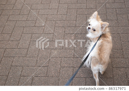 Looking at the owner who is taking a walk in the white long coat Chihuahua Looking at the owner who is taking a walk in the white long coat Chihuahua 86317971