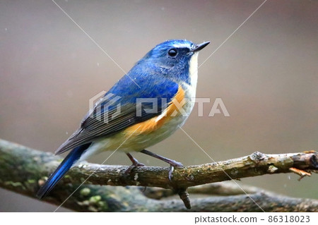 紅脅藍尾鴝 86318023