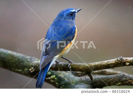 紅脅藍尾鴝 86318024