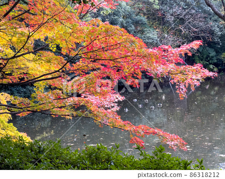 Ritsurin Garden in full bloom in autumn colors (late November) 86318212