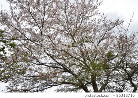 View from my home Spring 2021 # 113 View from my home Spring 2021 # 113 86318716