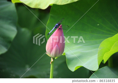 蓮花和蜻蜓 蓮花和蜻蜓 86318835
