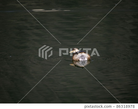 Little grebe floating on the water 86318978