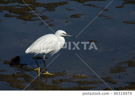 Little egret walking in the river looking for small fish 86318979