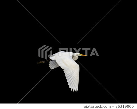 Great egret flying on a black background Great egret flying on a black background 86319000