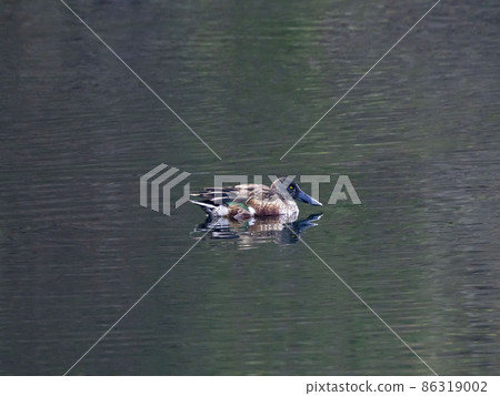 Male Northern Shoveler in the pond Male Northern Shoveler in the pond 86319002