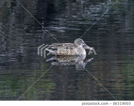 Female Northern Shoveler in the pond Female Northern Shoveler in the pond 86319003