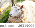 Sheep with a buried face 86319009