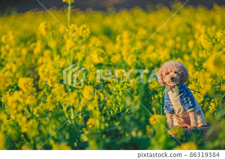 Dog and rape field 86319384