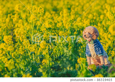 狗和油菜田 86319403