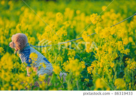 Dog and rape field 86319433
