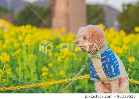 狗和油菜田 狗和油菜田 86319626