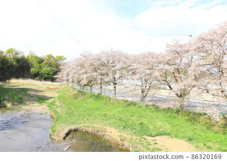 A row of cherry blossom trees in the Shioda Cultivated Embankment, Hinode-cho, Tokyo A row of cherry blossom trees in the Shioda Cultivated Embankment, Hinode-cho, Tokyo 86320169