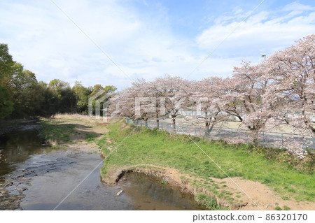 A row of cherry blossom trees in the Shioda Cultivated Embankment, Hinode-cho, Tokyo A row of cherry blossom trees in the Shioda Cultivated Embankment, Hinode-cho, Tokyo 86320170