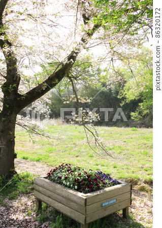 A row of cherry blossom trees in the Shioda Cultivated Embankment, Hinode-cho, Tokyo A row of cherry blossom trees in the Shioda Cultivated Embankment, Hinode-cho, Tokyo 86320172