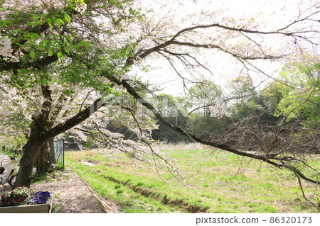 A row of cherry blossom trees in the Shioda Cultivated Embankment, Hinode-cho, Tokyo A row of cherry blossom trees in the Shioda Cultivated Embankment, Hinode-cho, Tokyo 86320173