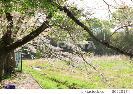 A row of cherry blossom trees in the Shioda Cultivated Embankment, Hinode-cho, Tokyo 86320174