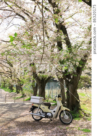 A row of cherry blossom trees in the Shioda Cultivated Embankment, Hinode-cho, Tokyo A row of cherry blossom trees in the Shioda Cultivated Embankment, Hinode-cho, Tokyo 86320175