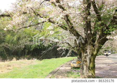 A row of cherry blossom trees in the Shioda Cultivated Embankment, Hinode-cho, Tokyo A row of cherry blossom trees in the Shioda Cultivated Embankment, Hinode-cho, Tokyo 86320176