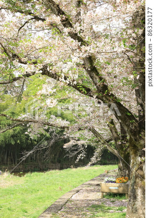 A row of cherry blossom trees in the Shioda Cultivated Embankment, Hinode-cho, Tokyo A row of cherry blossom trees in the Shioda Cultivated Embankment, Hinode-cho, Tokyo 86320177