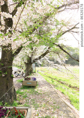 A row of cherry blossom trees in the Shioda Cultivated Embankment, Hinode-cho, Tokyo 86320178