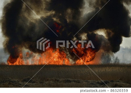 Wildfire in Watarase Retarding Ground 86320359