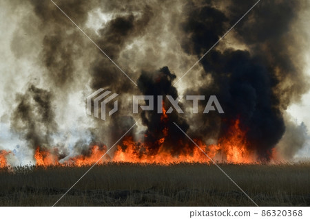 Wildfire in Watarase Retarding Ground 86320368