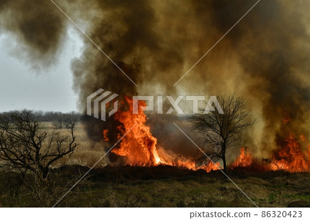 Wildfire in Watarase Retarding Ground Wildfire in Watarase Retarding Ground 86320423