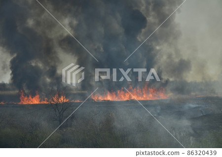 Wildfire in Watarase Retarding Ground Wildfire in Watarase Retarding Ground 86320439